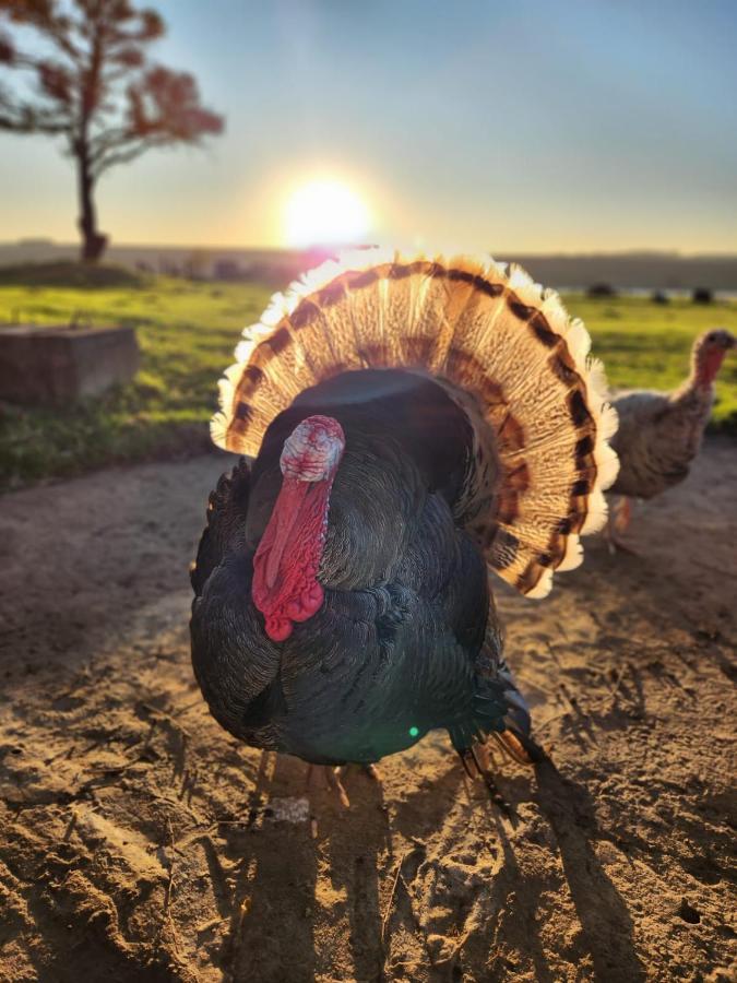 La Vista Farm Stay Ermelo Exteriér fotografie